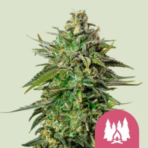 Larry OG | Feminized – RQS