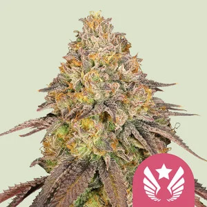 Legendary OG Punch USA  | Feminized – RQS