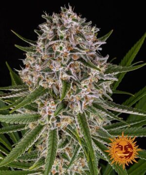Lemon Haze | Automatic – Barney’s Farm