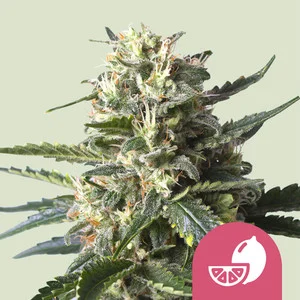 Lemon Shining Silver Haze  | Feminized – RQS