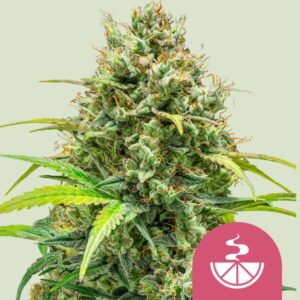 Lemon Skunk | Feminized – RQS