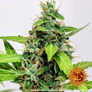 LSD | Automatic – Barney’s Farm