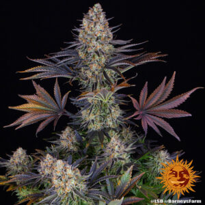 LSD | Feminized – Barney’s Farm
