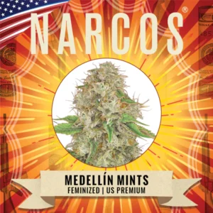Medellín Mints – USA | Feminized – Narcos