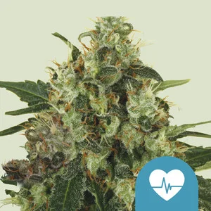 Medical Mass | CBD – RQS