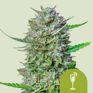 Mimosa USA | Autoflower – RQS