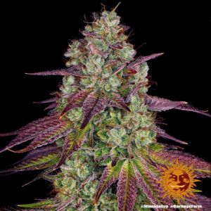 Mimosa EVO | Feminized – Barney’s Farm