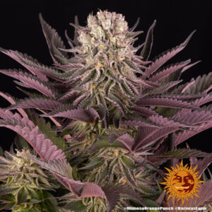 Mimosa X Orange Punch | Feminized – Barney’s Farm