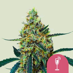 Mimosa USA  | Feminized – RQS