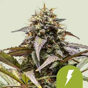 North Thunderfuck USA | Autoflower – RQS