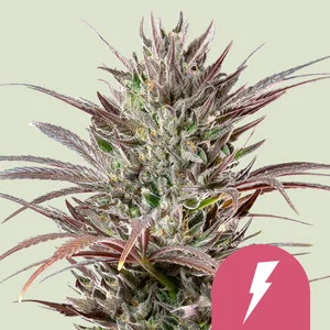 North Thunderfuck USA  | Feminized – RQS