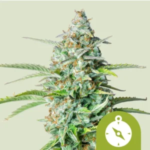 Northern Light  Automatic | Autoflower – RQS