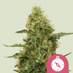 northern-light.webp Northern Light | Feminized – RQS