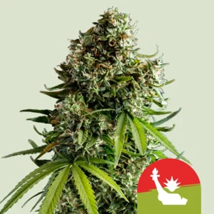 nyc-sour-d-automatic.webp NYC Sour D | Automatic – RQS x Tyson