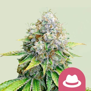 og-kush.webp O.G. Kush | Feminized – RQS