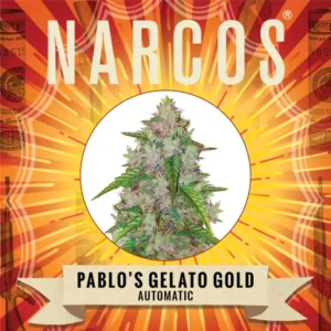 pablos-gelato-gold-1.webp Pablo’s Gelato Gold | Automatic – Narcos