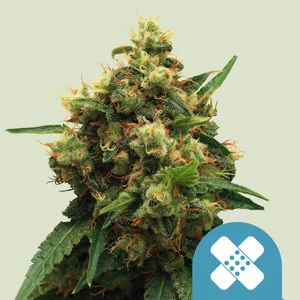 painkiller-xl.webp Painkiller XL | CBD – RQS