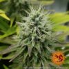 Pineapple Chunk | Feminized – Barney’s Farm