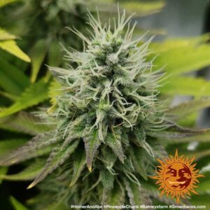 pineapple-chunk_6_344687.jpg Pineapple Chunk | Feminized – Barney’s Farm