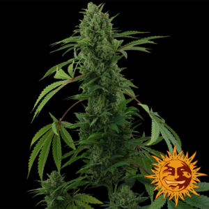 pineapple-express-auto_6_691893.jpg Pineapple Express | Automatic – Barney’s Farm
