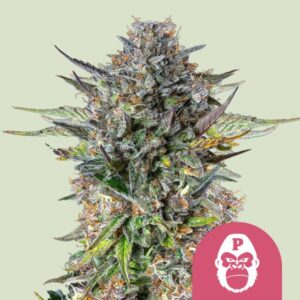 pink-gorilla.jpg Pink Gorilla | Feminized – RQS