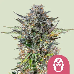 Royal Gorilla USA  | Feminized – RQS