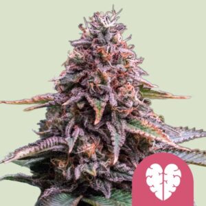 pink-mist.jpg Pink Mist | Feminized – RQS