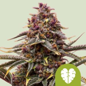 pink-mist-automatic.jpg Pink Mist | Autoflower – RQS