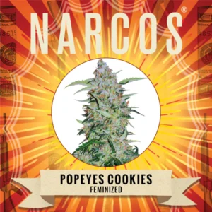 popeys-cookies-1.webp Popeyes Cookies | Feminized – Narcos