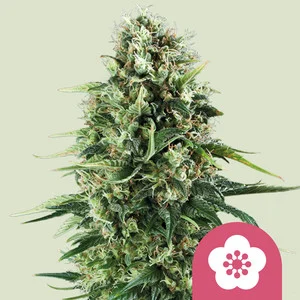 power-flower.webp Power Flower | Feminized – RQS