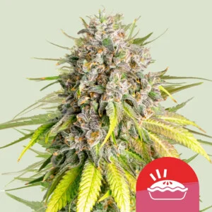 punch-pie.webp Punch Pie | Feminized – RQS x Tyson