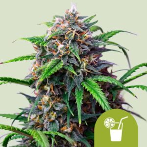 purple-lemonade-automatic.jpg Purple Lemonade | Autoflower – RQS