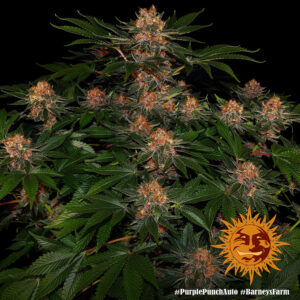purple-punch-auto_circle_new_12_864925-1.jpg Purple Punch | Automatic – Barney’s Farm