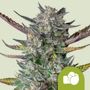 purple-punch-automatic-1.webp Purple Queen USA | Autoflower – RQS
