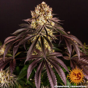 purple-punch_8_245273.jpg Purple Punch | Feminized – Barney’s Farm
