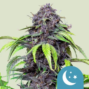 purplematic-cbd.webp Purplematic Automatic | CBD – RQS