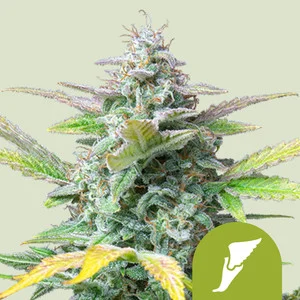 quick-one.webp Quick One | Autoflower – RQS