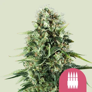 Royal AK | Feminized – RQS