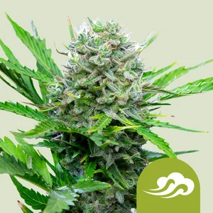 Royal Bluematic | Autoflower – RQS