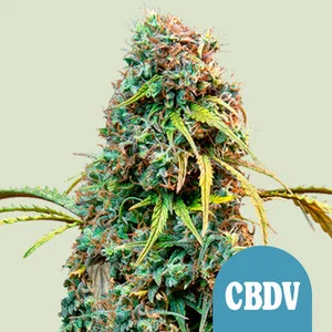 Royal CBDV Automatic | CBD – RQS