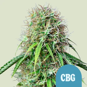 Royal CBG Automatic | CBD – RQS