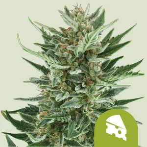 Royal Cheese Automatic | Autoflower – RQS
