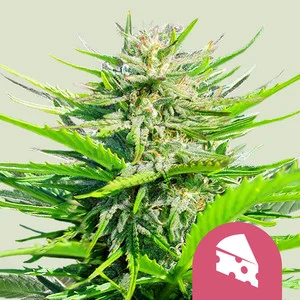 Royal Cheese Fast | Feminized – RQS