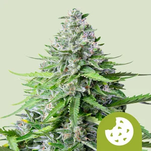Royal Cookies USA | Autoflower – RQS