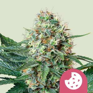 Royal Cookies USA  | Feminized – RQS