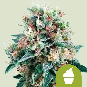 Royal Creamatic  | Autoflower – RQS