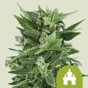 royal-critical-automatic-1.webp Royal Kush Automatic | Autoflower – RQS