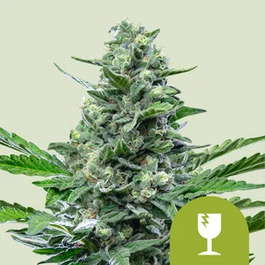 Royal Critical Automatic | Autoflower – RQS