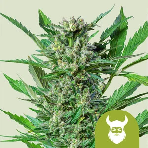 Royal Dwarf | Autoflower – RQS