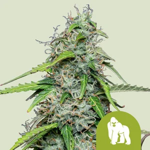 Royal Gorilla USA | Autoflower – RQS